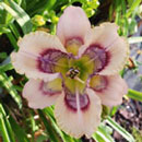 Spacecoast Spore Drive Daylily
